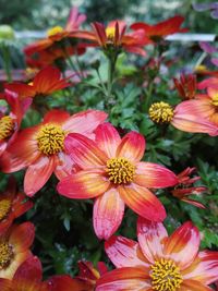 Close-up of red flowering plants