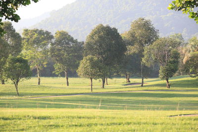 Trees on field against sky