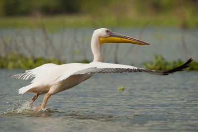 Side view of a bird in water