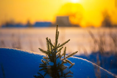 Beautiful sunrise scenery with snowy spruce trees in the country.