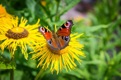 Close-up of butterfly pollinating on yellow flower