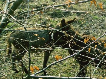 Branches of tree branches