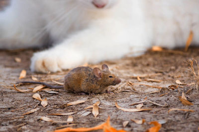 Close-up of mouse by cat on field