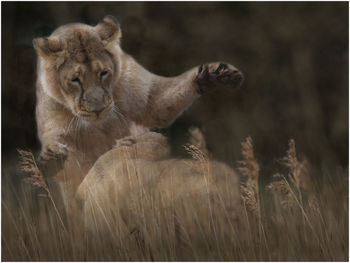 Playful young lions on field