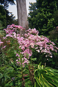 Close-up of pink flowering plants in garden