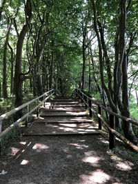 Footpath amidst trees in forest