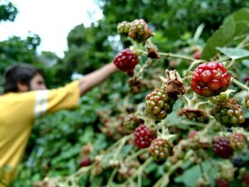 Close-up of berries growing on tree