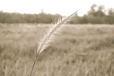 Close-up of wheat growing on field