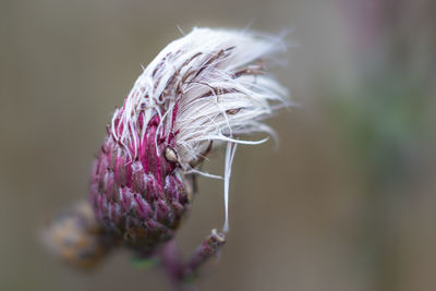 Close-up of pink flower