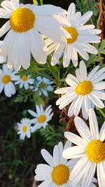 Close-up of white flowers blooming in park