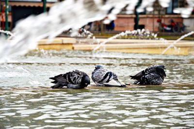 Ducks swimming in water