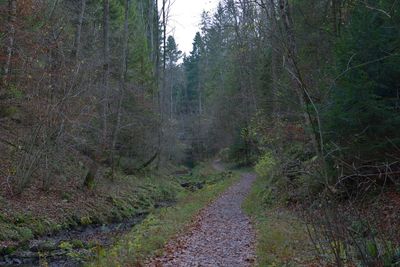 Dirt road amidst trees in forest