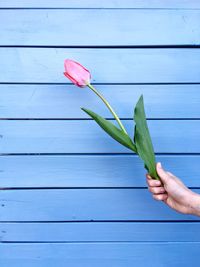 Close-up of hand holding pink tulip