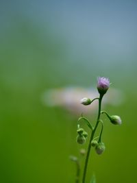 Close-up of flowering plant