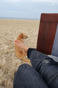 Low section of person with dog relaxing on shore