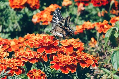 Close-up of butterfly on flowers