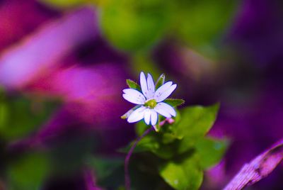 Close-up of pink flowering plant