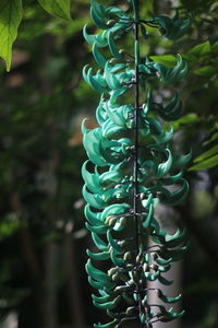Close-up of green plant