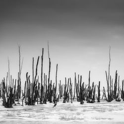 Plants growing on land by sea against sky