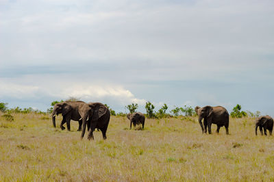 Horses on field against sky