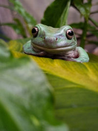 Close-up of frog on leaf