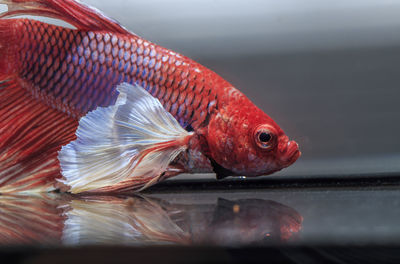 Siamese fighting fish, black backdrop, betta splendens, betta fish, half moon betta.