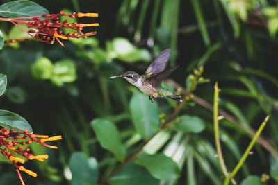 Close-up of bird flying