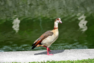 Bird perching on a lake