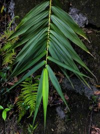 Close-up of fresh green plant