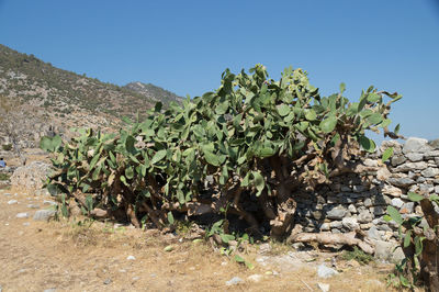 Plants growing on mountain against clear blue sky