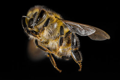 Close-up of insect against black background