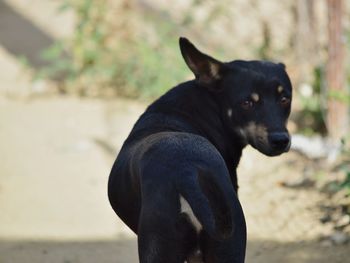 Close-up portrait of black dog