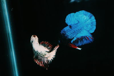 Close-up of fish swimming in sea