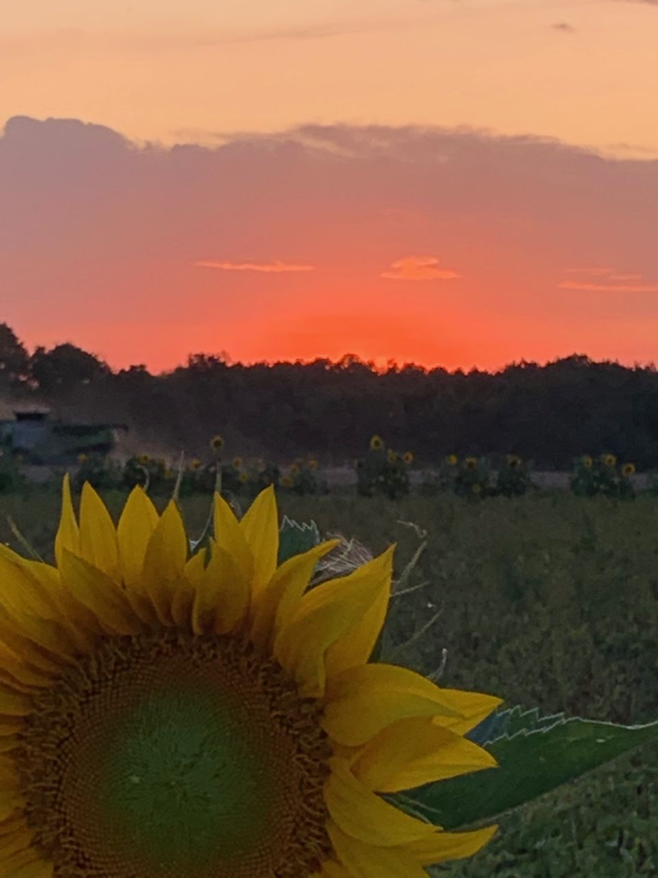 CLOSE-UP OF SUNFLOWER AGAINST SKY DURING SUNSET