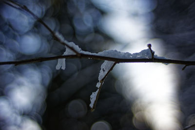 Close-up of snow on tree branch