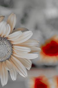 Close-up of white flower blooming outdoors