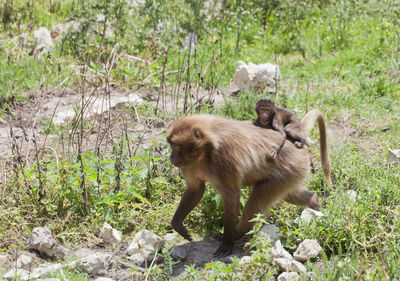 Monkey with infant on field