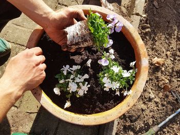 High angle view of person hand holding potted plant