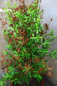 High angle view of green plant