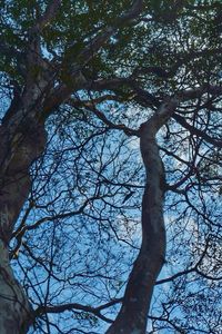 Low angle view of bare trees against sky