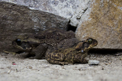 Close-up of lizard on rock