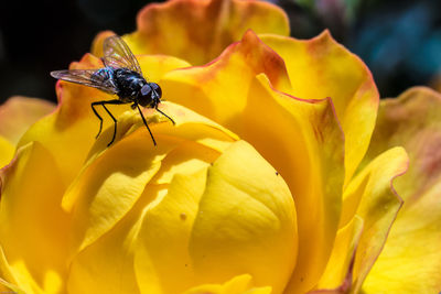 Close-up of insect on yellow flower