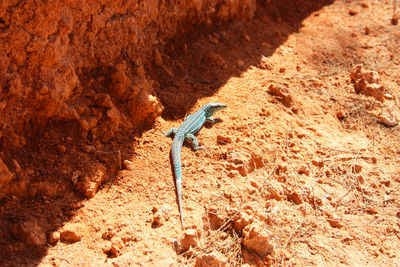 Green lizard in the sun between the rocks and the land of the red desert in ibiza