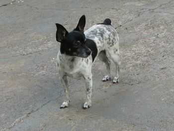 Black dog on ground