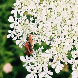 Close-up of insect on white flower