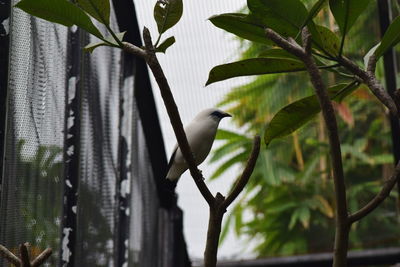 Bird perching on a branch