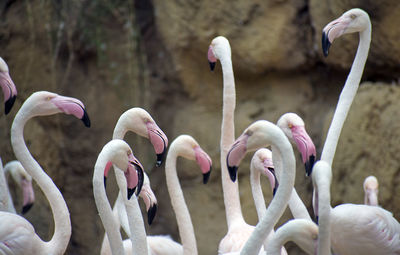 Close-up of birds