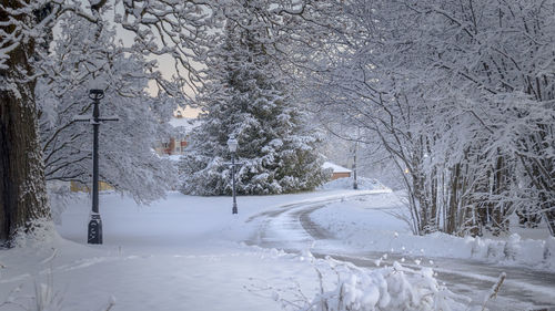 Trees on snow covered landscape