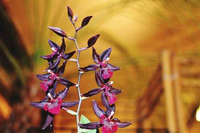 Close-up of purple flowers