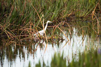 View of bird on grass